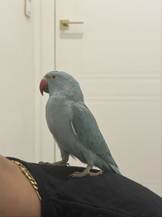 aleksandretta obrożna ręcznie karmiona od urodzenia oswojona