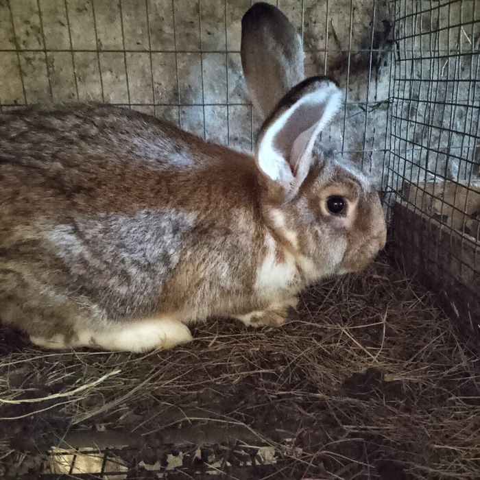 Кролики, кролі домашні мішаних порід, кітна самиця