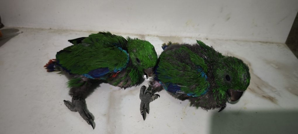 Papagaios écletus para acabar de criar à mão
