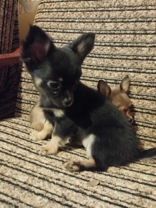 Chihuahua długowłosa suczka