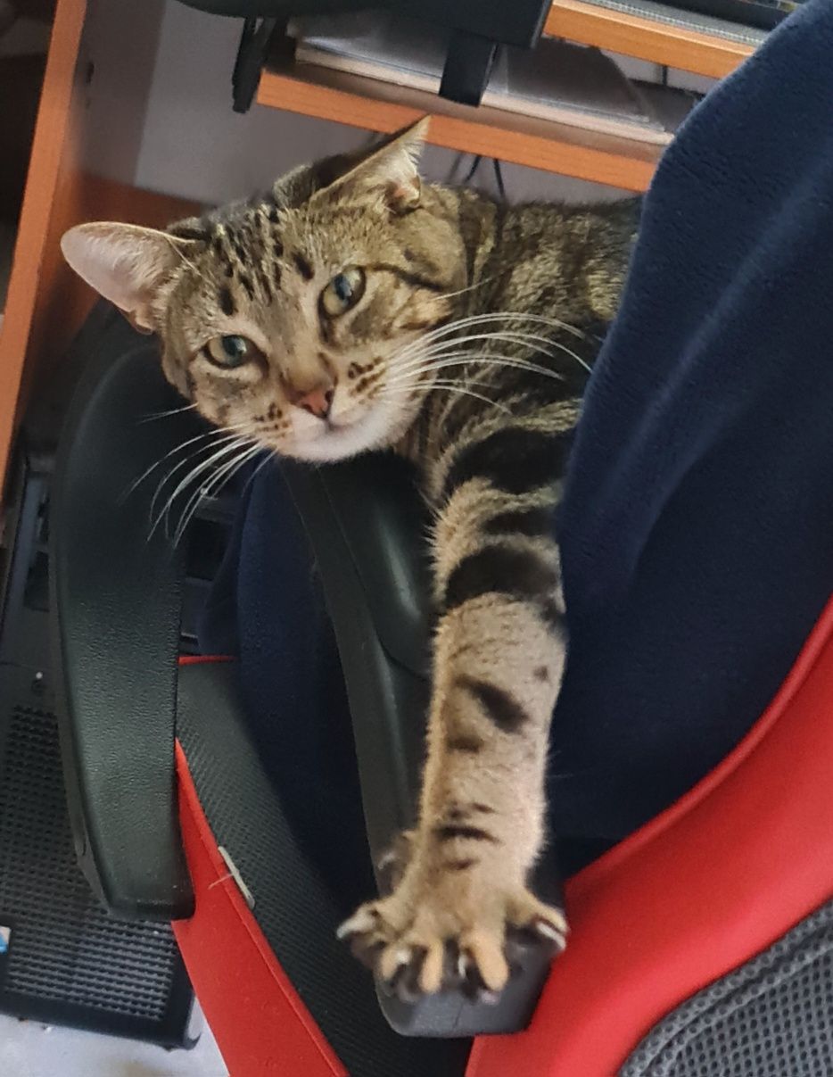 Gatinha para adoção, por motivos de saude da dona.