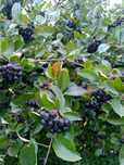 Aronia z przydomowego ogródka