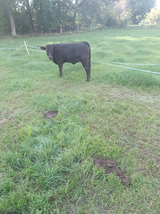 Odsadki LM i MM 5-7 miesięczne