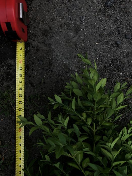 Sadzonki bukszpanu kopane