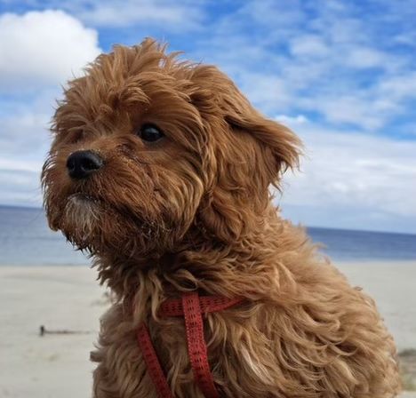 CAVAPOO RED mini piesek mix Cavalier King Charles Spaniel & Pudel toy