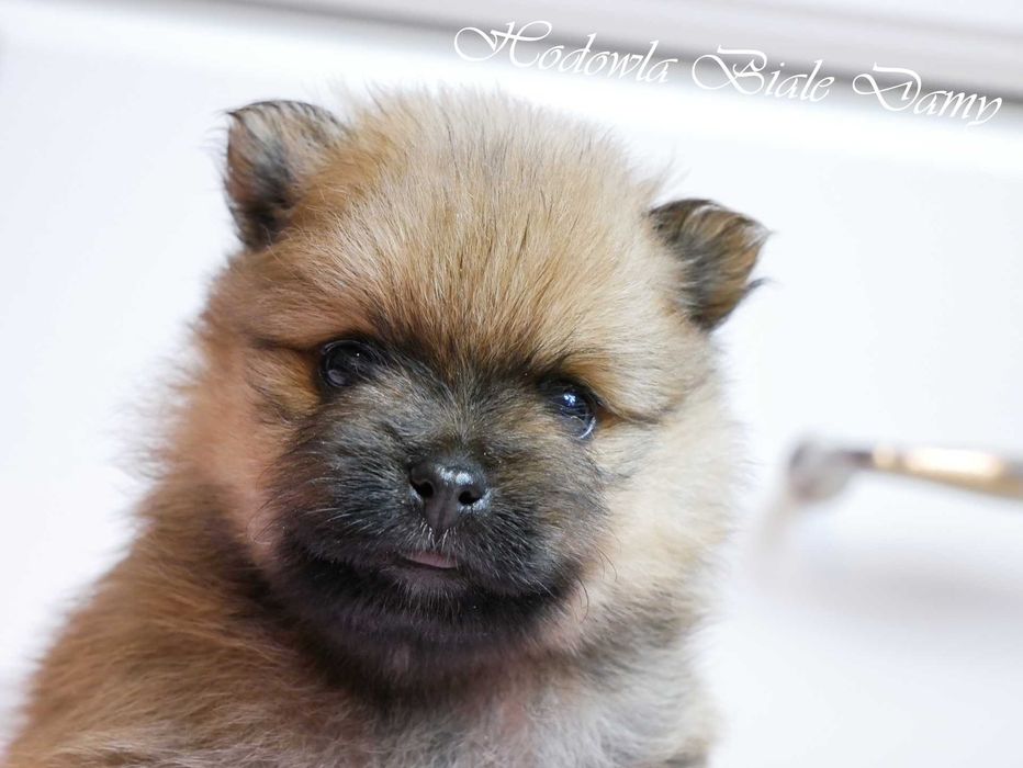 Szpic miniaturowy Pomeranian Boo Szpice Śląskie Rodowód Suczka