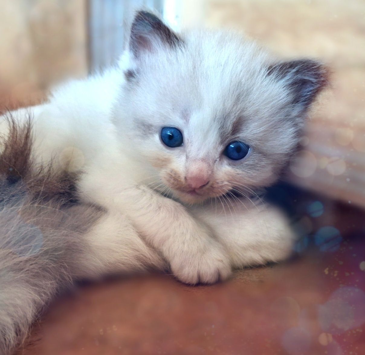 Ragdoll kotka WCF