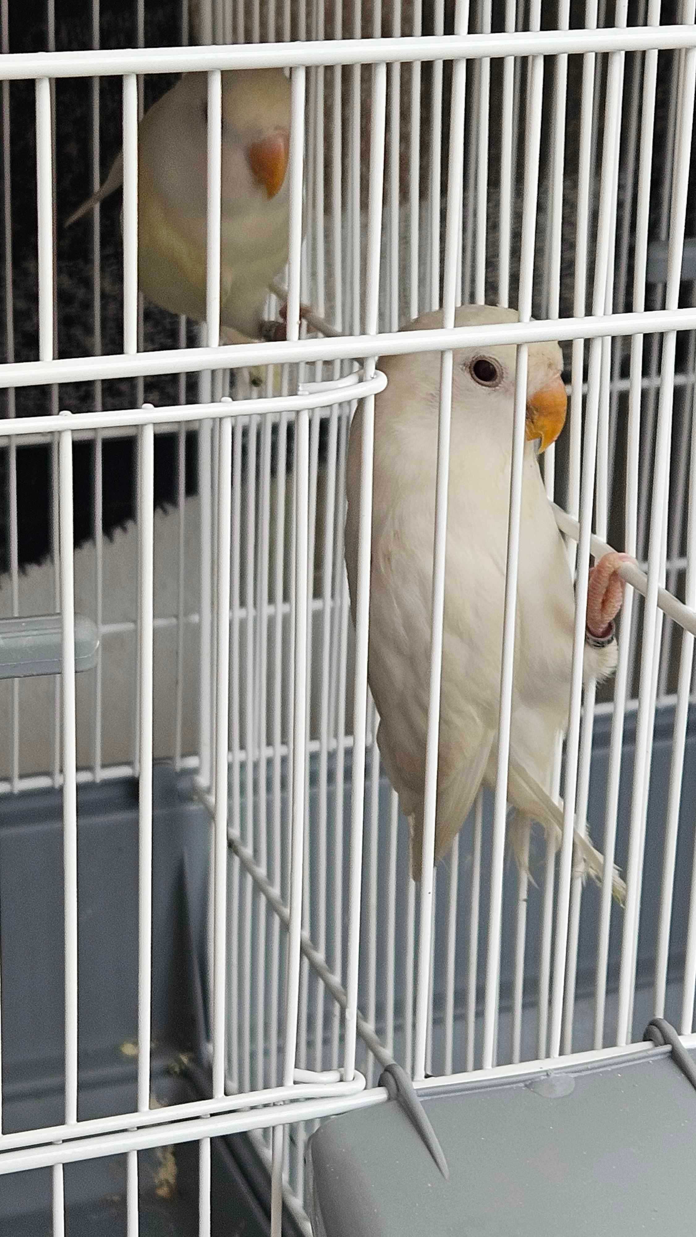 Agapornis Roseicollis Longfeather