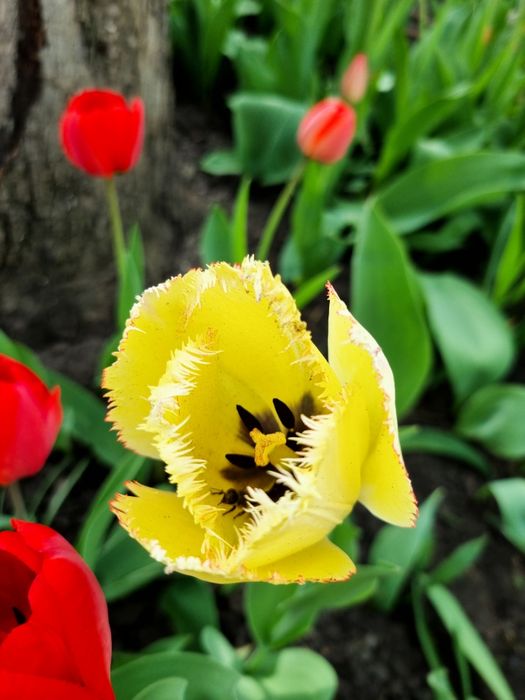 Тюльпаны (на луковицу и на стакан) жёлтые махровые и другие