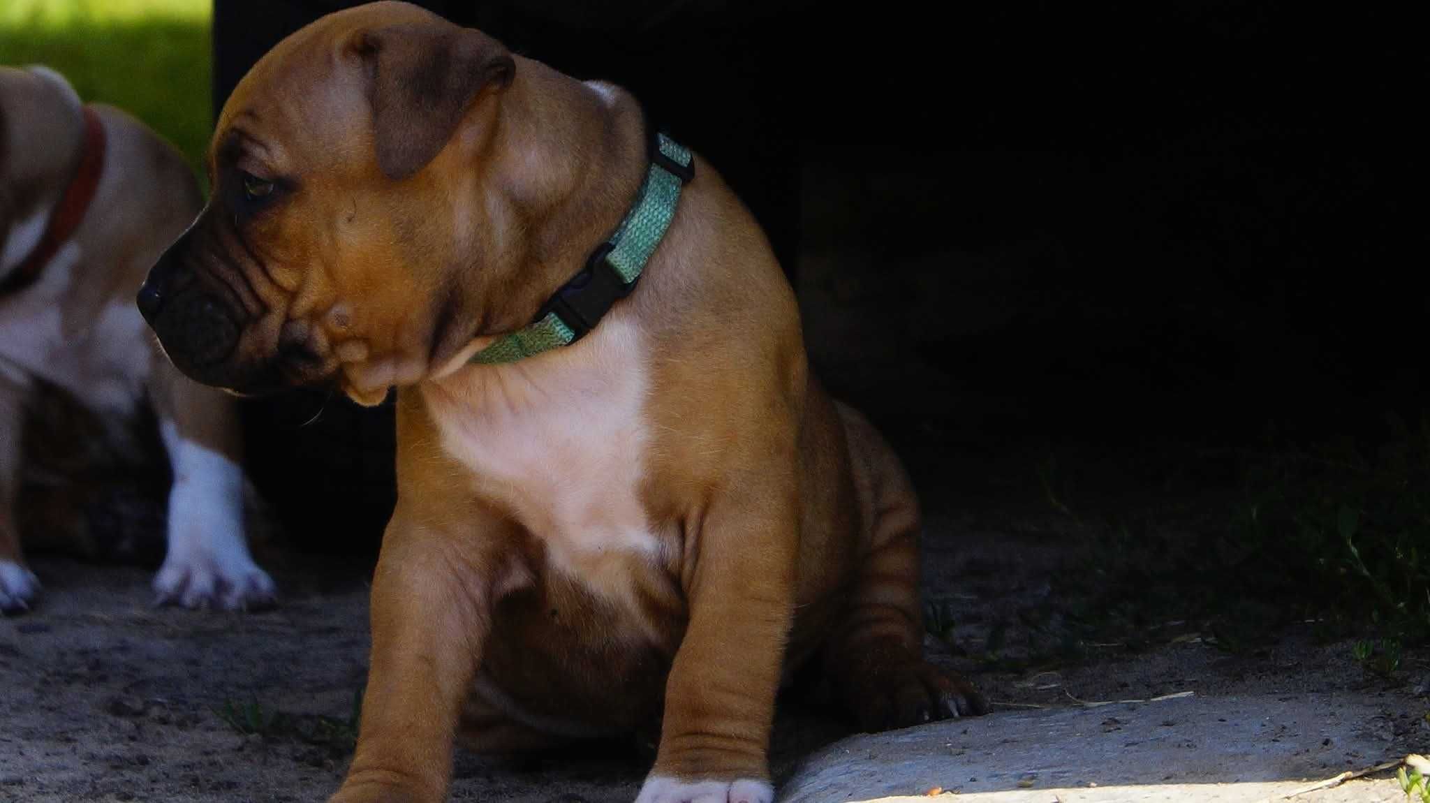 Amstaff FCI szczenięta- sunia Electra