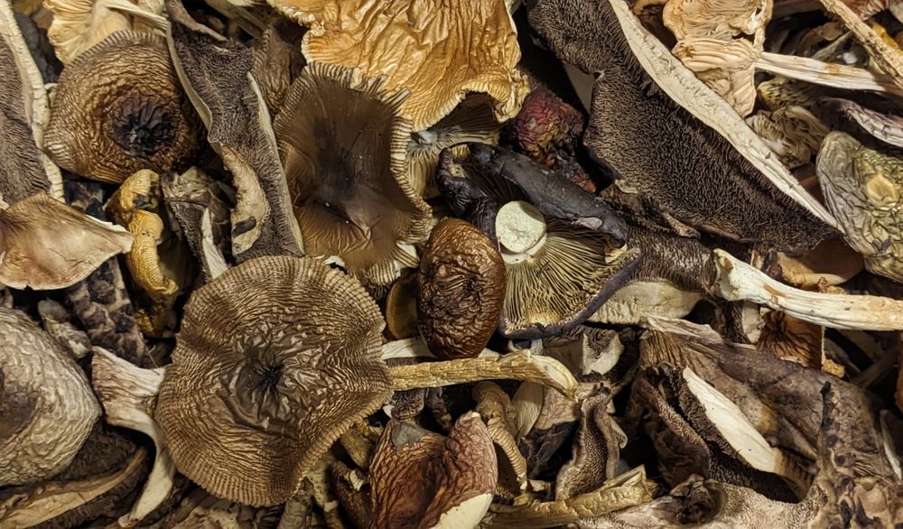 Mix wielogatunkowy, blaszkowy, suszony (grzyby) - 100g - grzyboznawca