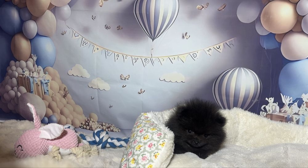 Pomeranian mini chłopczyk