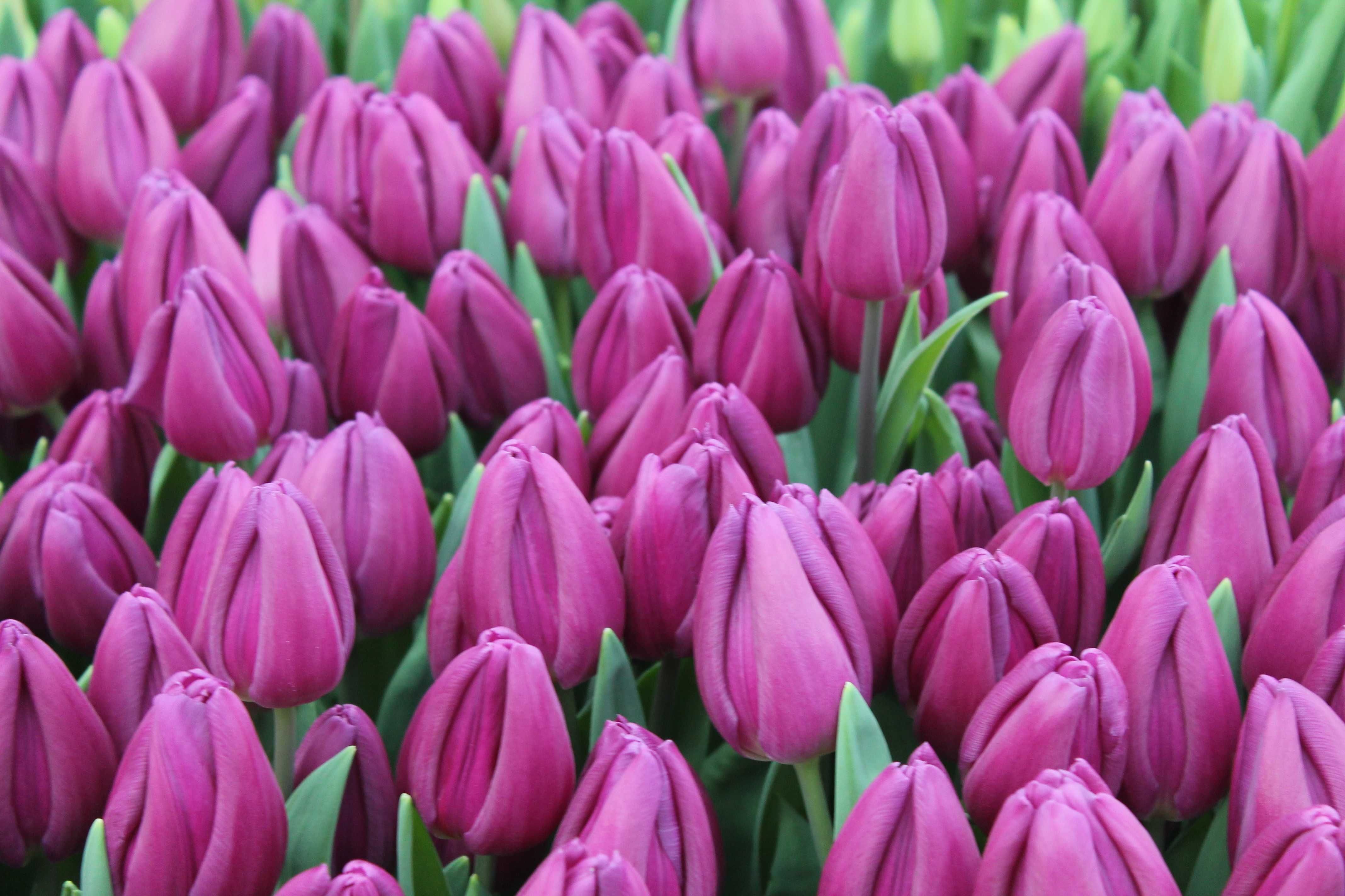 Луковицы тюльпанов из Голландии для выгонки к 8 марта. Опт от 100 шт.