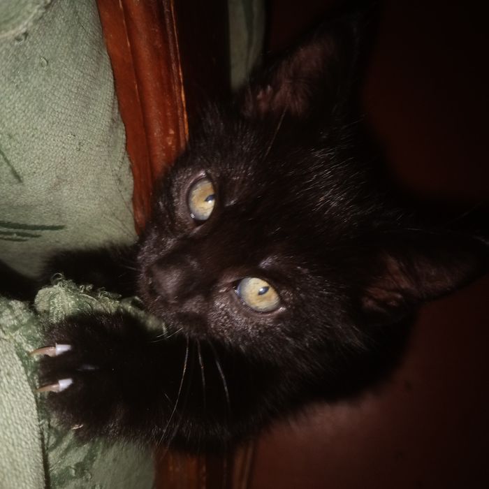 Кошенята шукають родину.