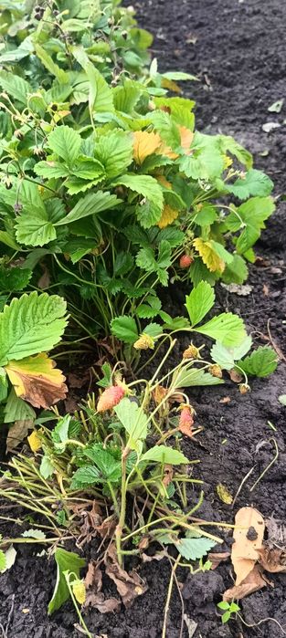 Продам суницю Регіна