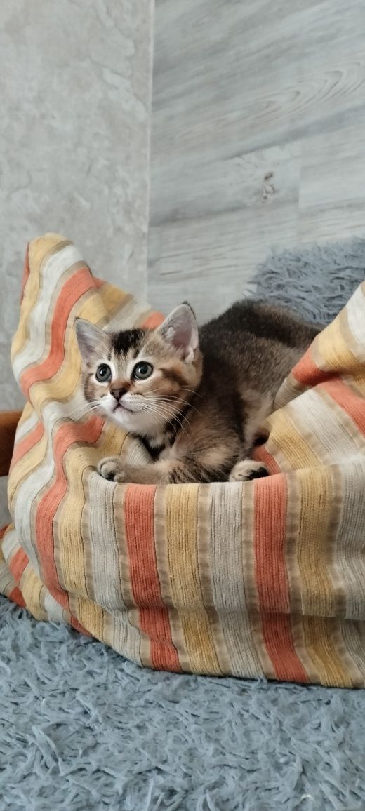 Шотландські кошенята