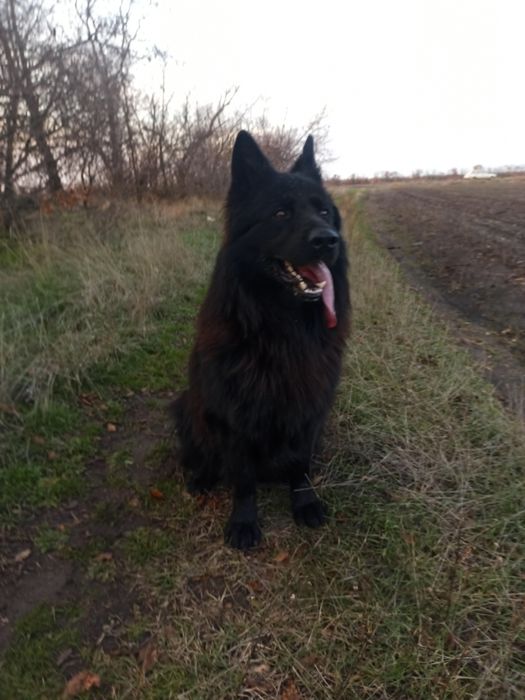 В'язка шикарний чорний німець