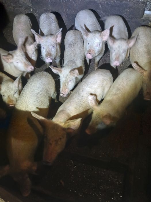 Продам  Поррсят 2500гр шт