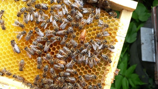 Пчеломатки,бджоломатки итальянки