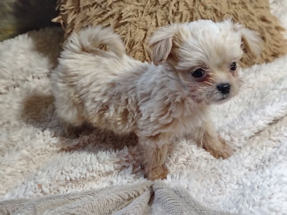 Cavapoo, cavalier King Charles spaniel & pudel toy, sunia