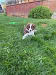 Piesek Border Collie, gotowy do nowego domu