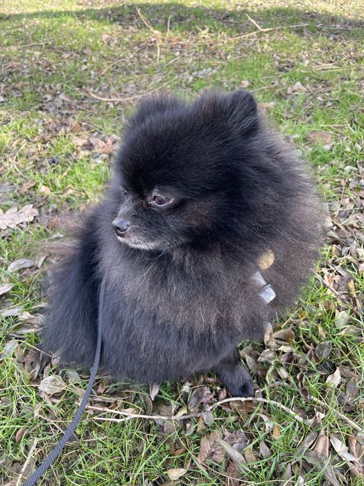 Шпиц кобель Вязка