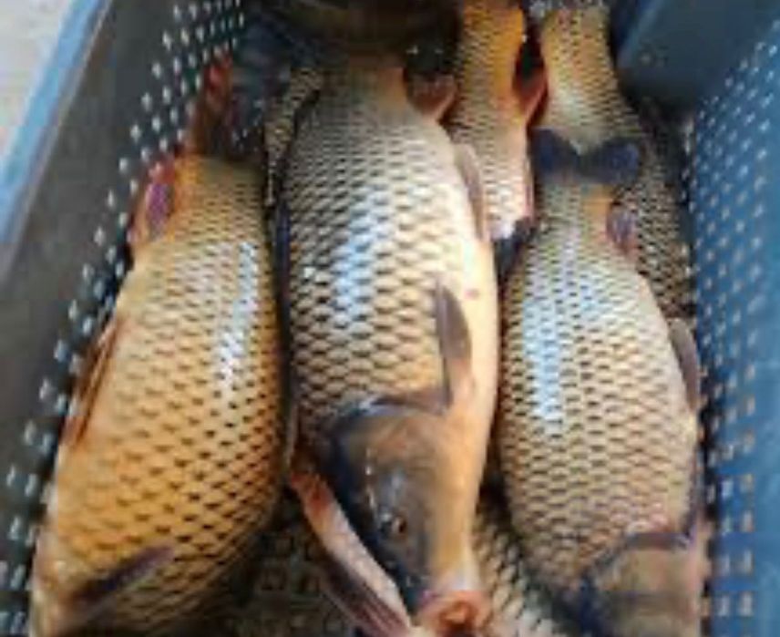 Продам живу рибу короп Товстолоб