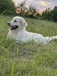 Piękny piesek rasy Golden Retriever roczny