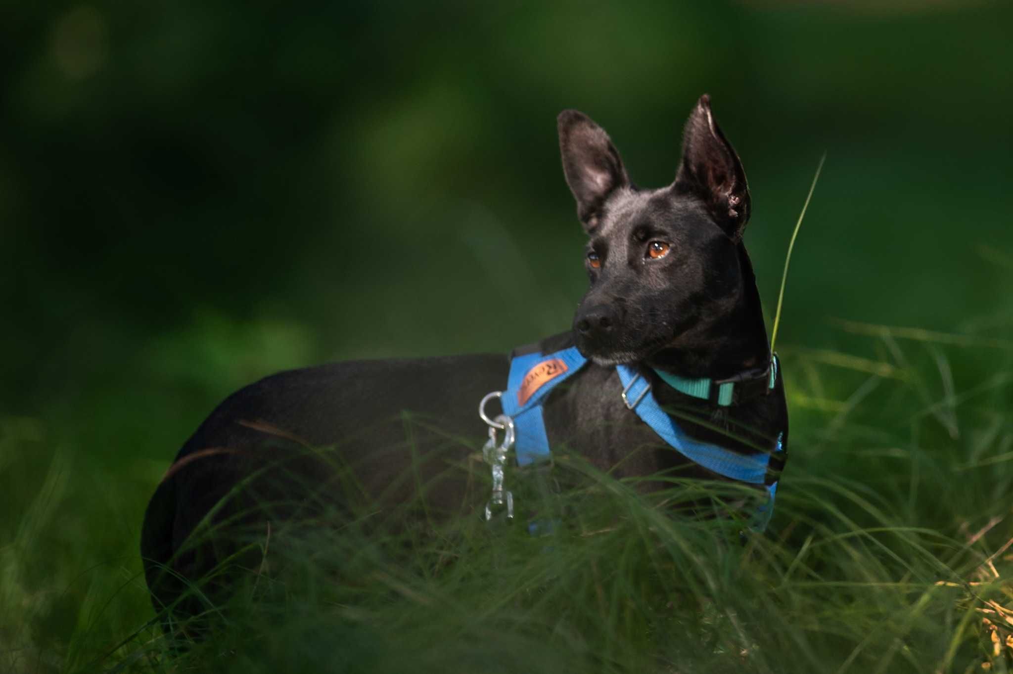 Koko - śliczny, wrażliwy, trochę wycofany psiak do adopcji