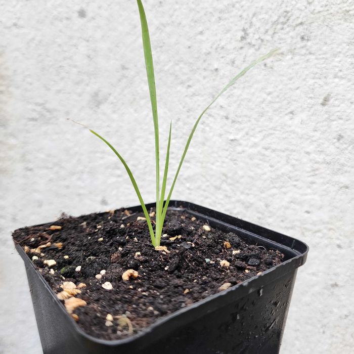 Juka Yucca rostrata – sadzonka 10–20 cm z doniczką 9x9 cm