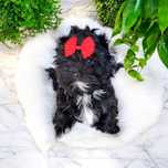 **FANTASTYCZNA**czarna MINI  Dziewczynka Black Yorkshire Terrier