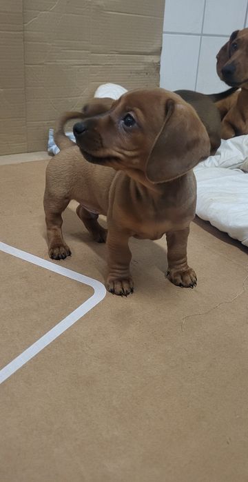 Jamnik standard szczeniaczek