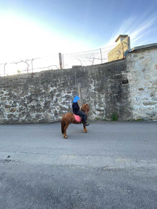 Pónei macho inteiro