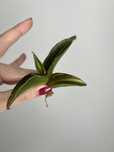 Eshenberghi variegata samurai sansevieria okaz kolekcjoner sansewieria