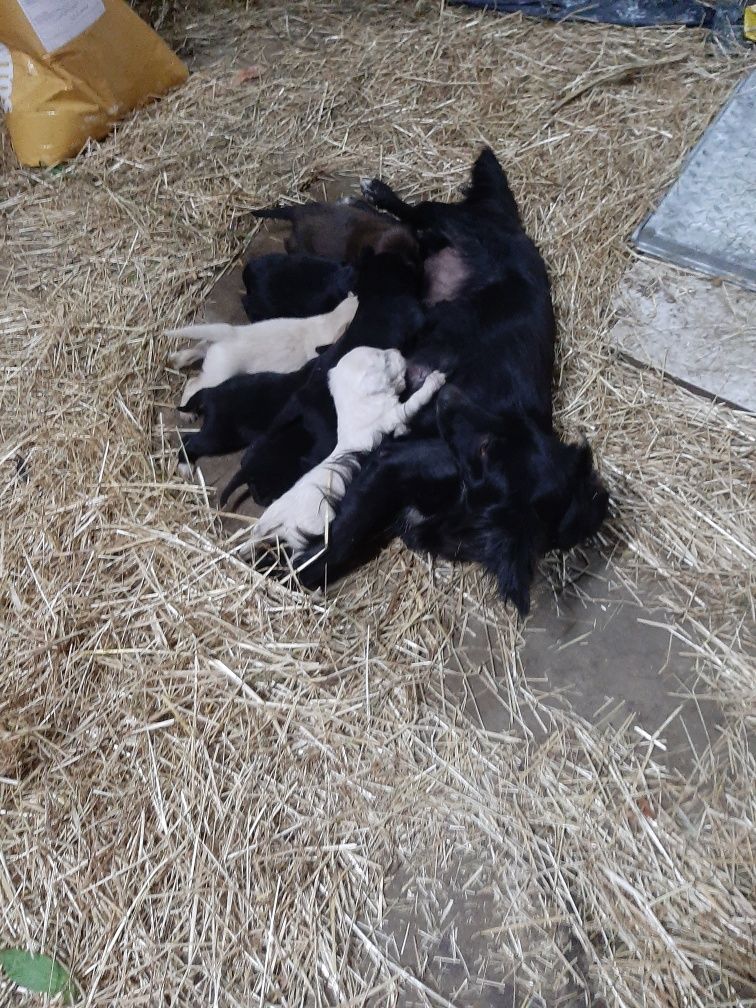 Cães para doação com dois meses