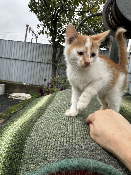 Котик,киця,кошеня