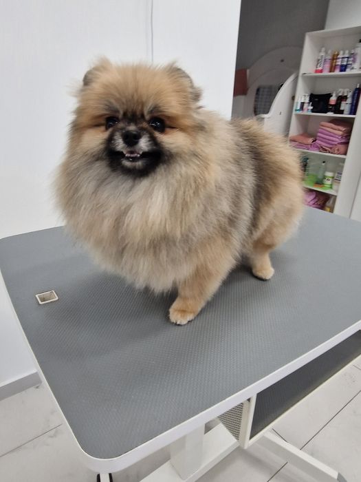 Гуманный груминг собак.