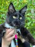Maine Coon kocur
