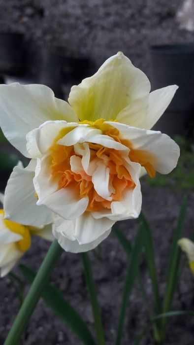 Квітка    нарцисс