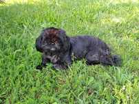 Shih-tzu suczka wyjatkowa