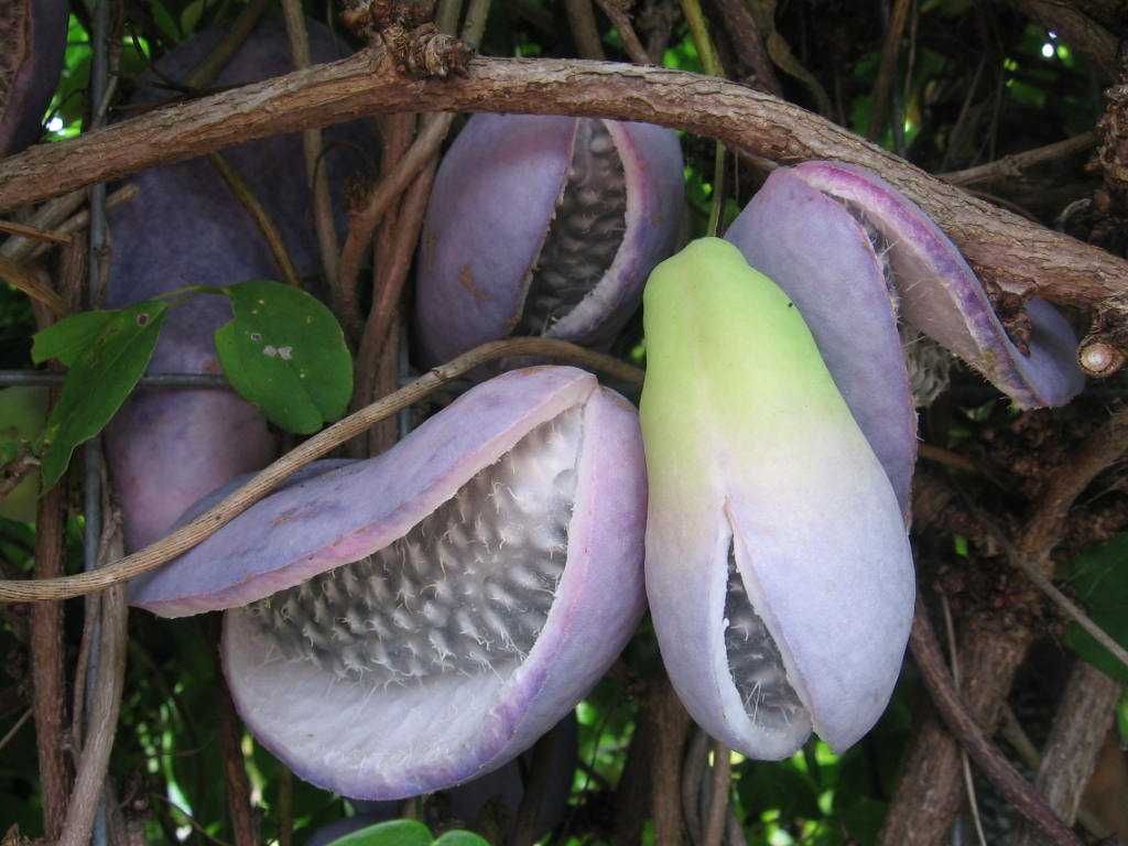 Akebia variegata tigrada, fruta exotica deliciosa