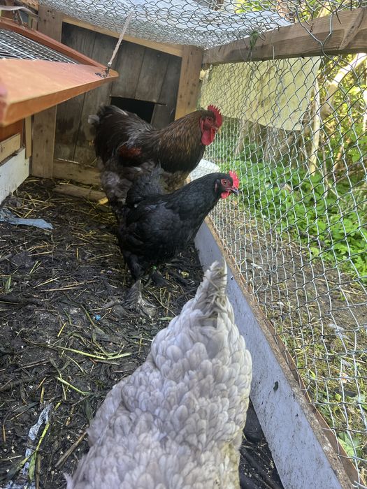 Kury Kochin olbrzymi   Sprzedam