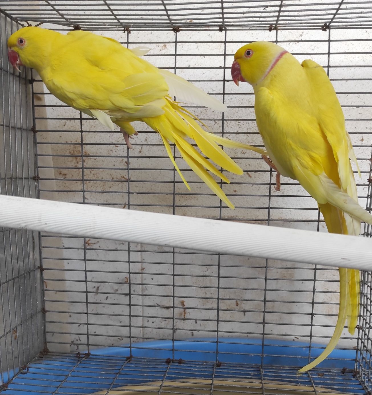 Casais Ring Necks