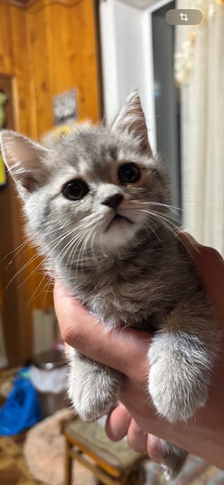 Кошенята породи «Британець» короткошерстні