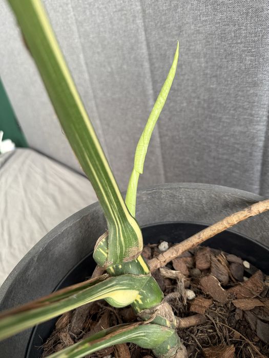 Monstera Thai Constellation