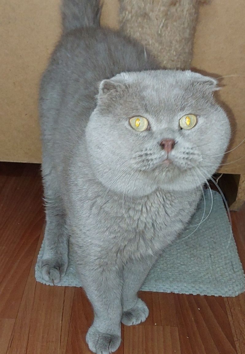 Шотландский вислоухий Мальчик.