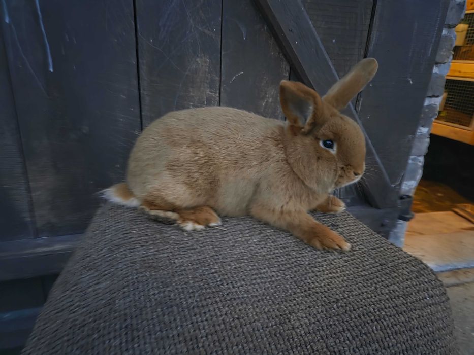 Sprzedam młode nowozelandzkie czerwone