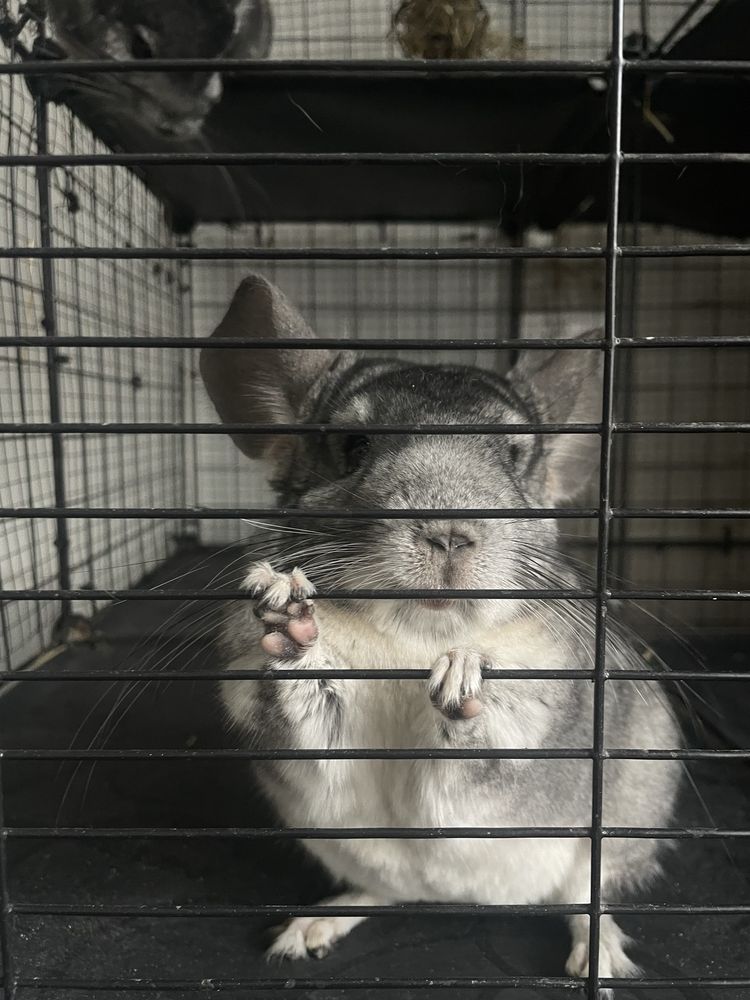 Adopcja- szynszyle razem z klatką