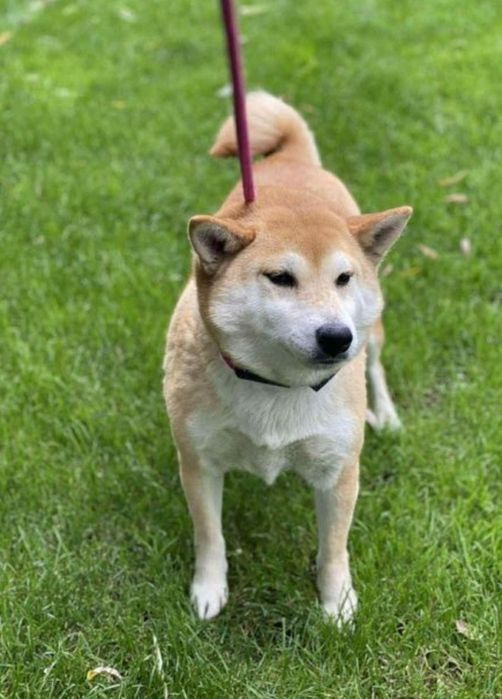 Oddam za darmo shiba inu