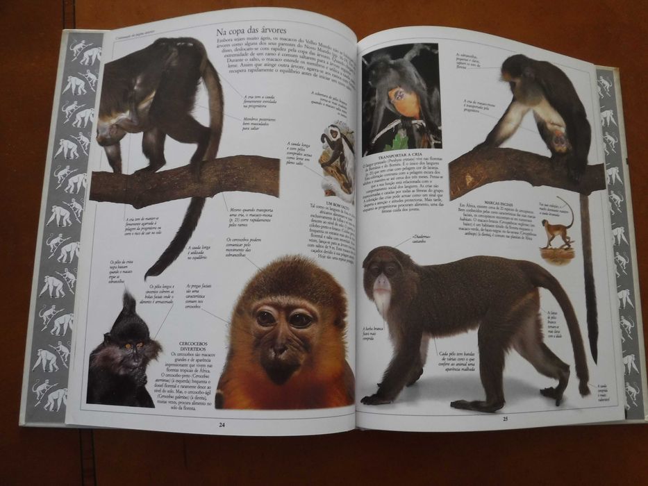 Enciclopédia Visual Verbo Gorilas